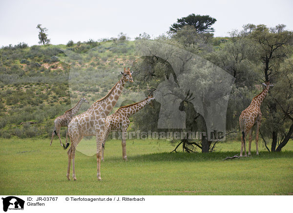 Giraffen / Giraffes / JR-03767