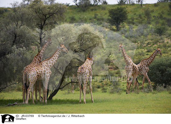 Giraffen / Giraffes / JR-03769