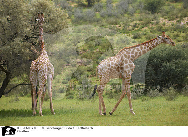 Giraffen / JR-03770
