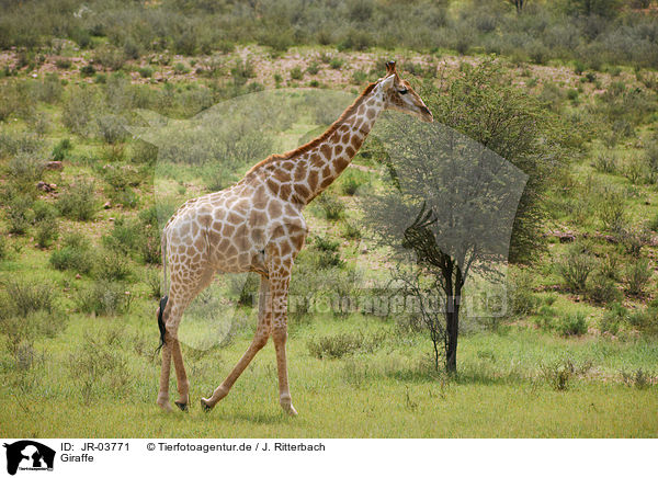 Giraffe / Giraffe / JR-03771