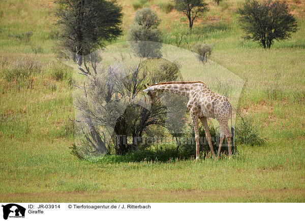 Giraffe / JR-03914