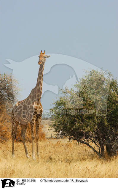 Giraffe / RS-01208