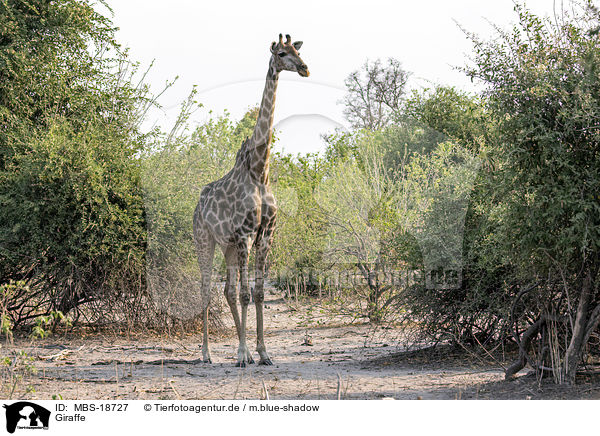Giraffe / MBS-18727
