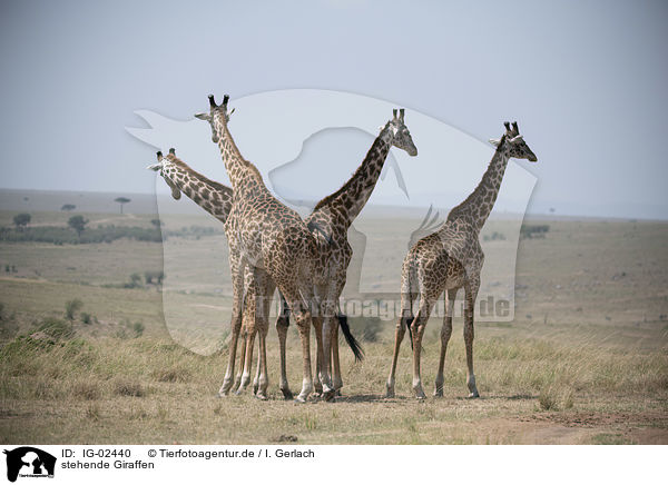 stehende Giraffen / standing Giraffes / IG-02440