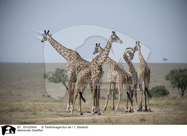 stehende Giraffen / IG-02444