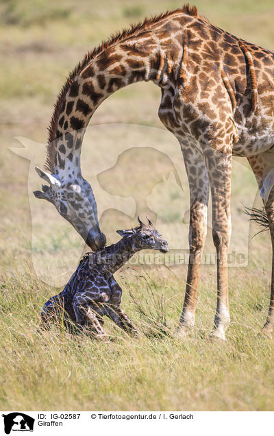 Giraffen / Giraffes / IG-02587