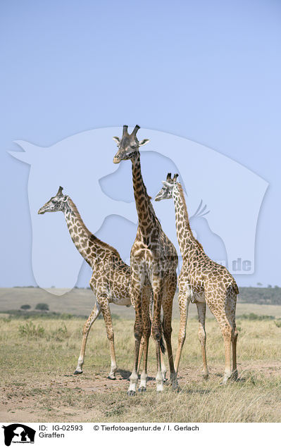 Giraffen / Giraffes / IG-02593