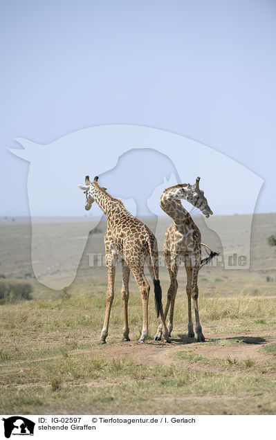 stehende Giraffen / standing Giraffes / IG-02597