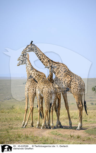 stehende Giraffen / standing Giraffes / IG-02599