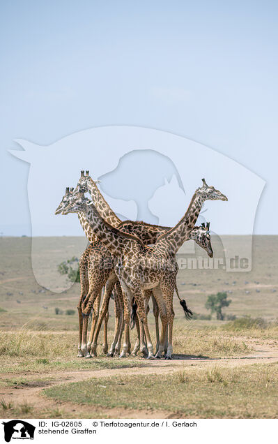 stehende Giraffen / IG-02605