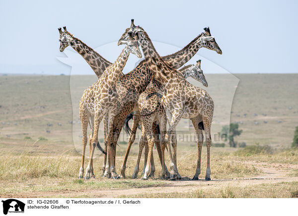 stehende Giraffen / standing Giraffes / IG-02606