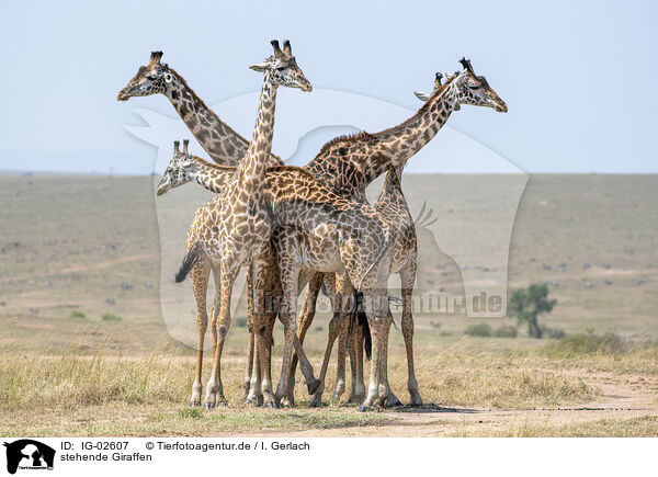 stehende Giraffen / standing Giraffes / IG-02607