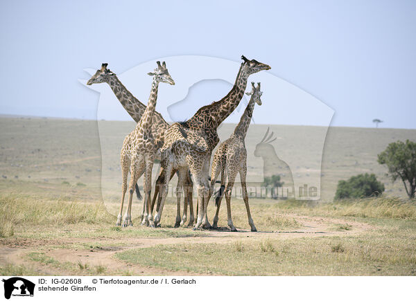 stehende Giraffen / IG-02608