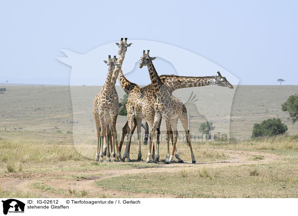 stehende Giraffen / standing Giraffes / IG-02612
