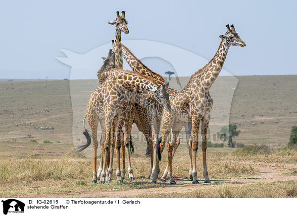 stehende Giraffen / standing Giraffes / IG-02615
