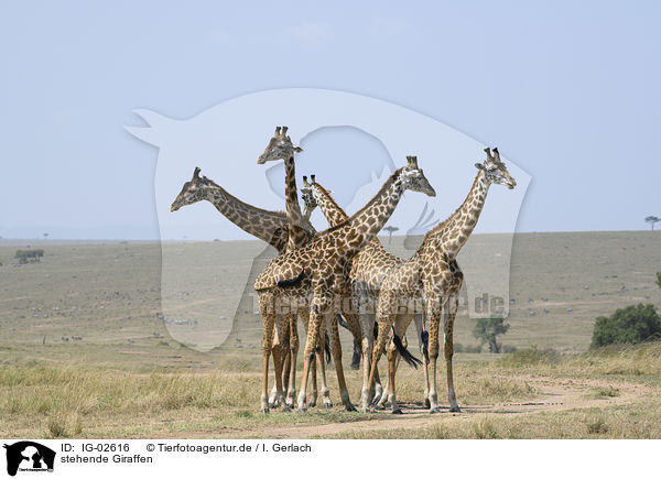 stehende Giraffen / standing Giraffes / IG-02616