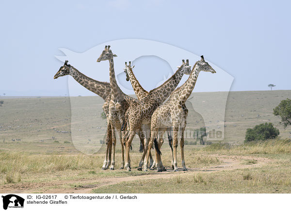 stehende Giraffen / standing Giraffes / IG-02617