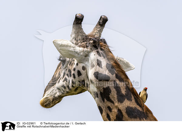 Giraffe mit Rotschnabel-Madenhacker / IG-02961
