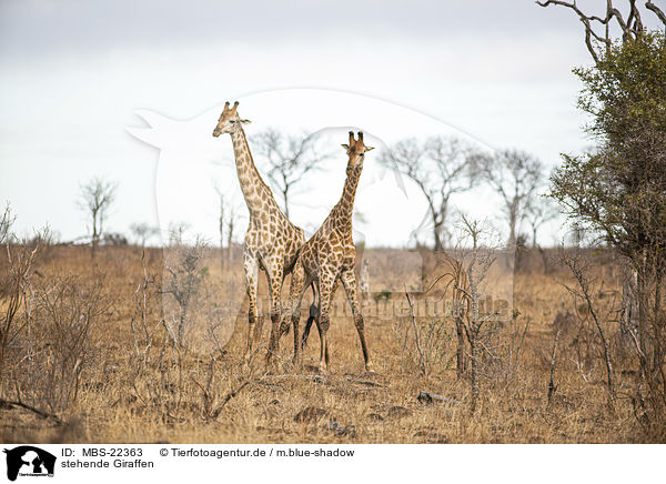 stehende Giraffen / standing Giraffes / MBS-22363