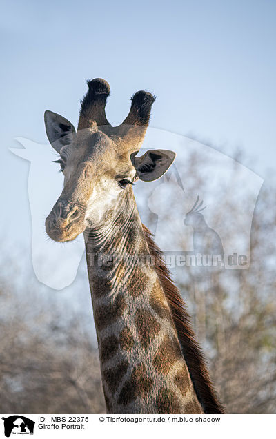 Giraffe Portrait / MBS-22375