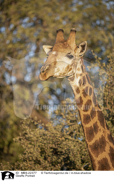 Giraffe Portrait / MBS-22377
