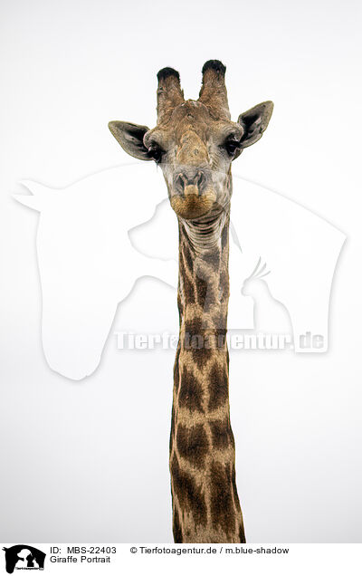 Giraffe Portrait / MBS-22403