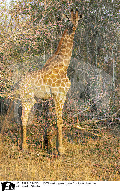 stehende Giraffe / standing Giraffe / MBS-22429