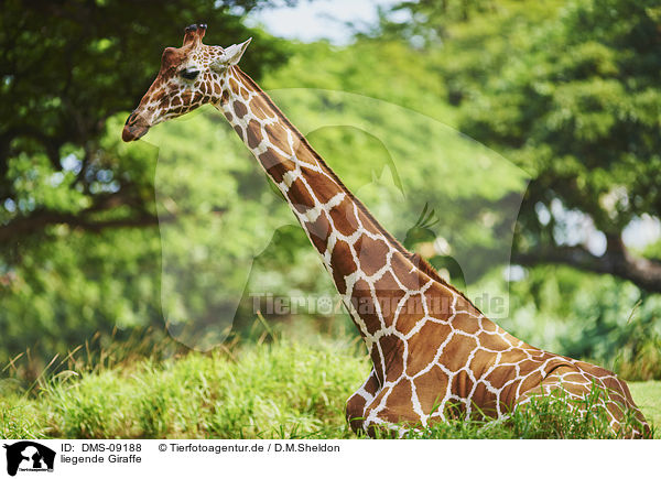 liegende Giraffe / DMS-09188