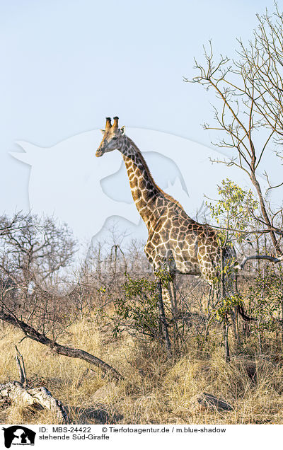 stehende Sd-Giraffe / MBS-24422