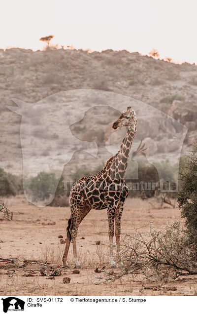 Giraffe / SVS-01172