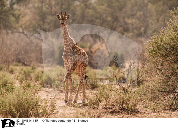 Giraffe / SVS-01185