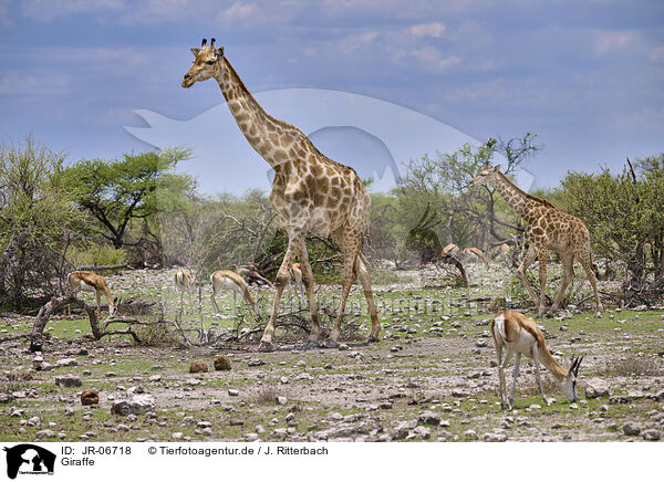 Giraffe / Giraffe / JR-06718