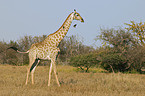 laufende Giraffe