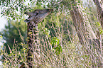 Giraffe Portrait