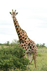 Giraffe