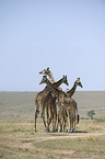 stehende Giraffen