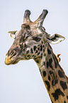 Giraffe mit Rotschnabel-Madenhacker