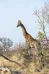 stehende Sd-Giraffe