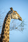 Sd-Giraffe Portrait