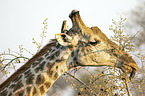 Sd-Giraffe Portrait