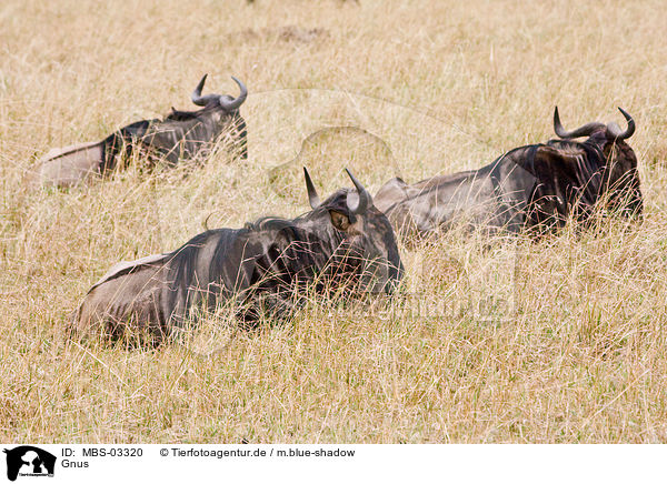 Gnus / wildebeests / MBS-03320