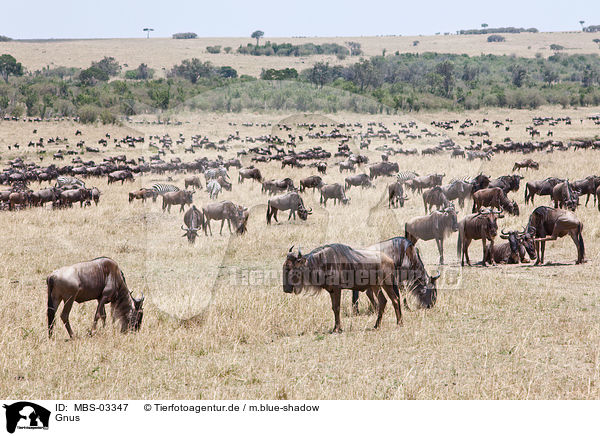 Gnus / wildebeests / MBS-03347