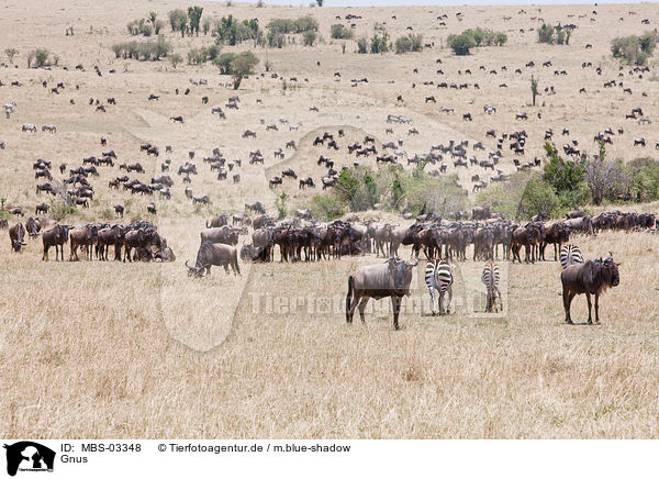 Gnus / wildebeests / MBS-03348