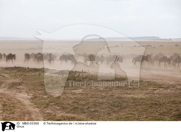 Gnus / wildebeests / MBS-03369
