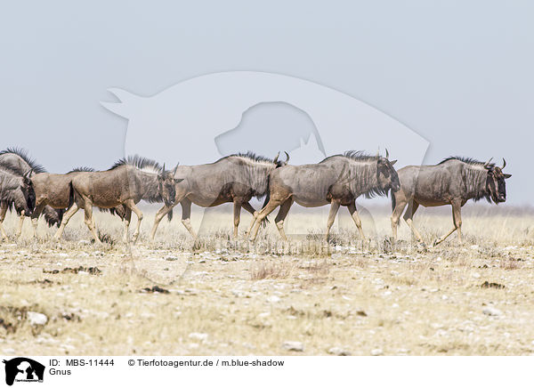 Gnus / wildebeests / MBS-11444