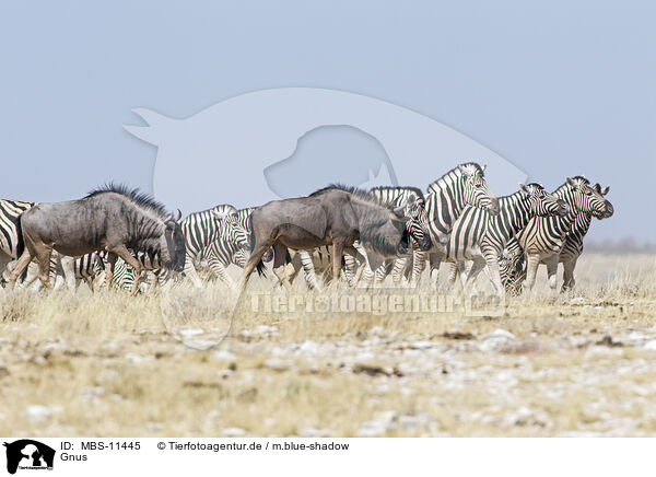 Gnus / wildebeests / MBS-11445