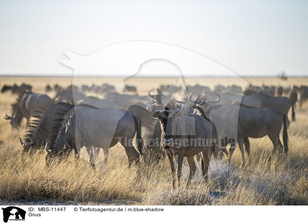 Gnus / wildebeests / MBS-11447