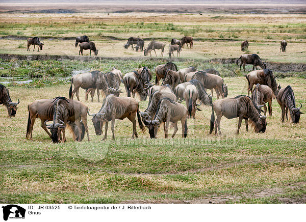 Gnus / wildebeests / JR-03525
