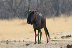 Gnu