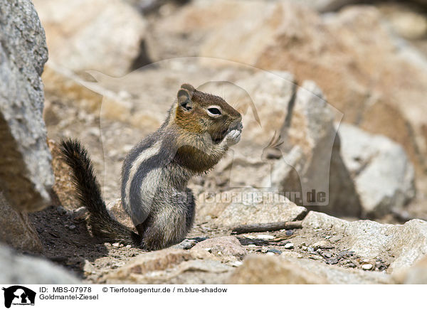 Goldmantel-Ziesel / golden-mantled ground squirrel / MBS-07978